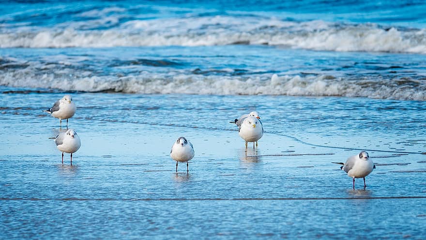 طيور النورس ، بحر البلطيق ، شاطئ بحر ، الطيور ، متعلقه بالطيور ، علم الطيور