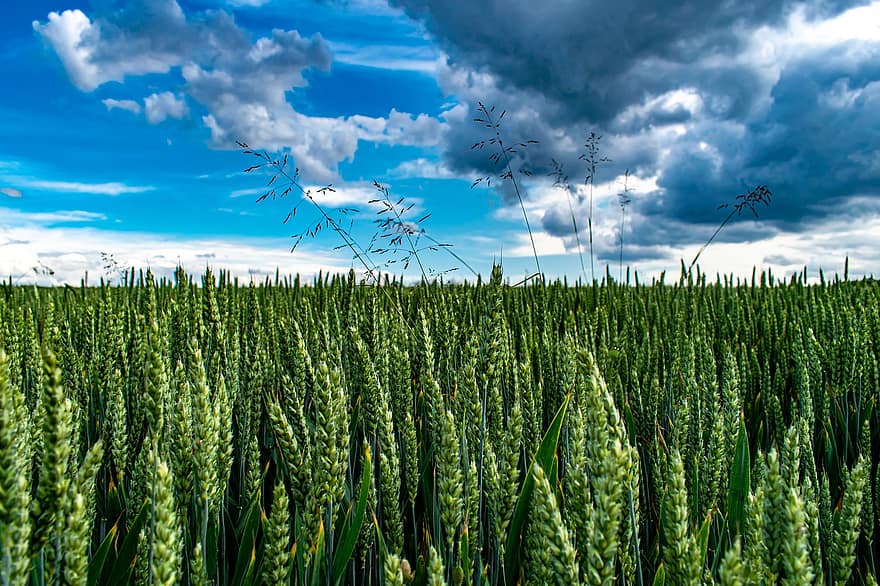 cereali, campo, verde, cielo blu, primavera, agricoltura, grano, arabile, natura, cibo, coltivazione