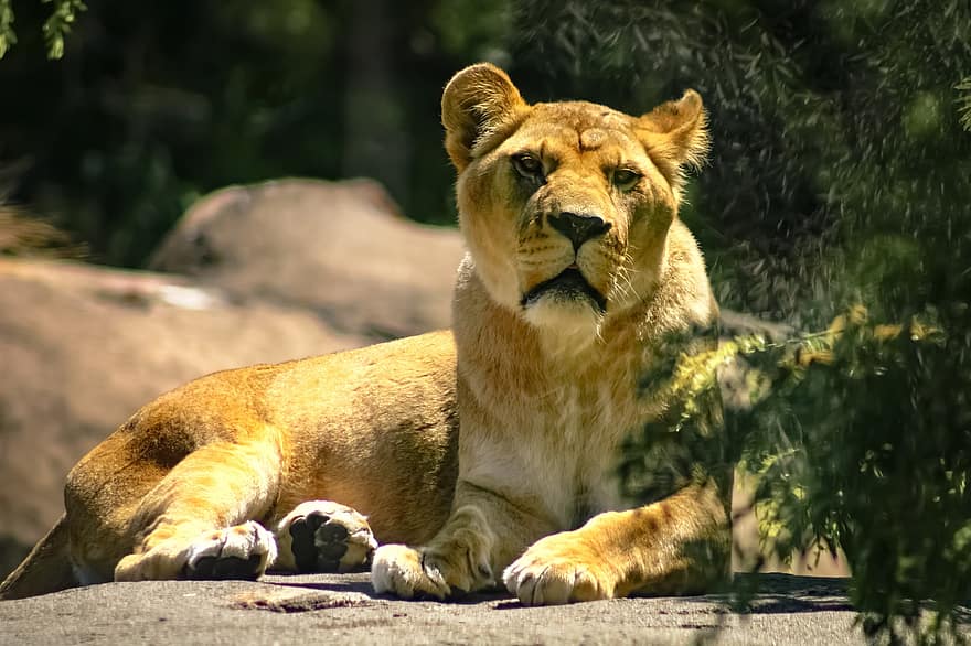 sư tử, động vật hoang da, con mèo, động vật ăn thịt, hoang vu, động vật hoang dã, chân dung động vật