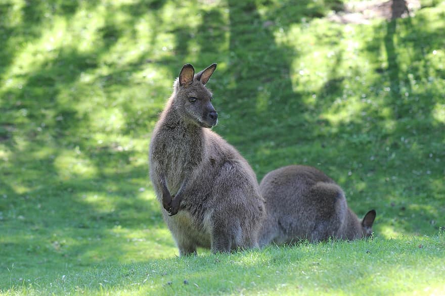 animal, Australie, kangourou, marsupial, faune, espèce, herbe, mignonne, fourrure, jeune animal, animaux à l'état sauvage