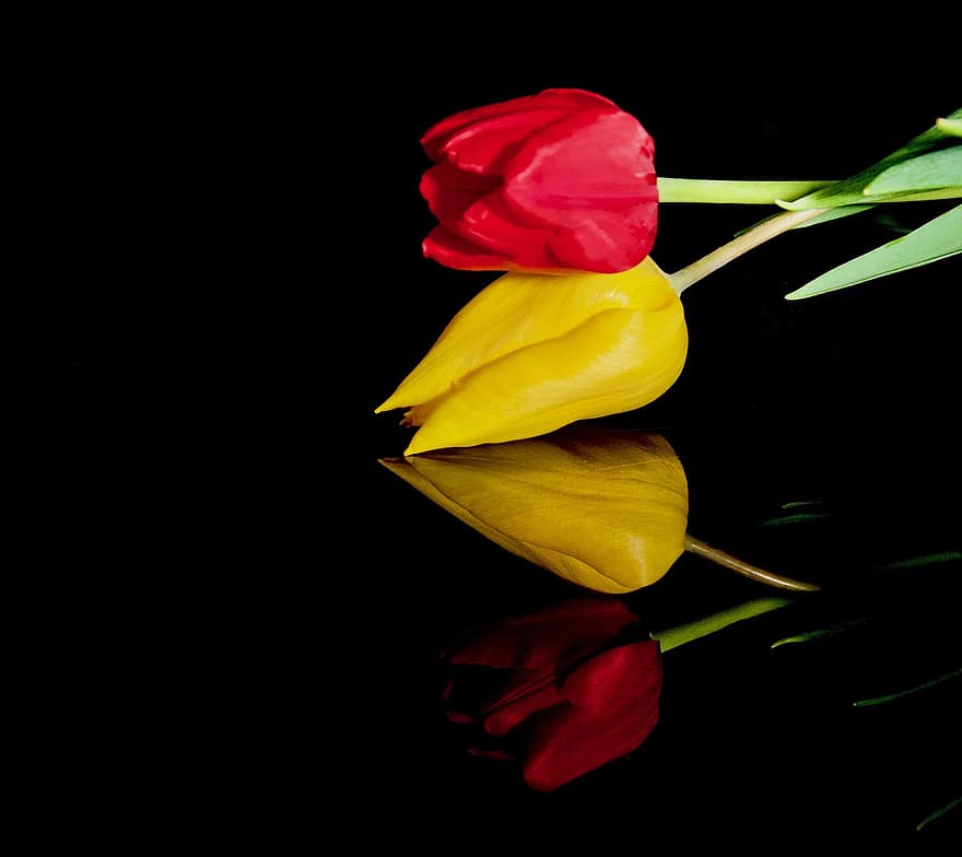 tulipaner, blomster, refleksjon, knopper, petals, blomst