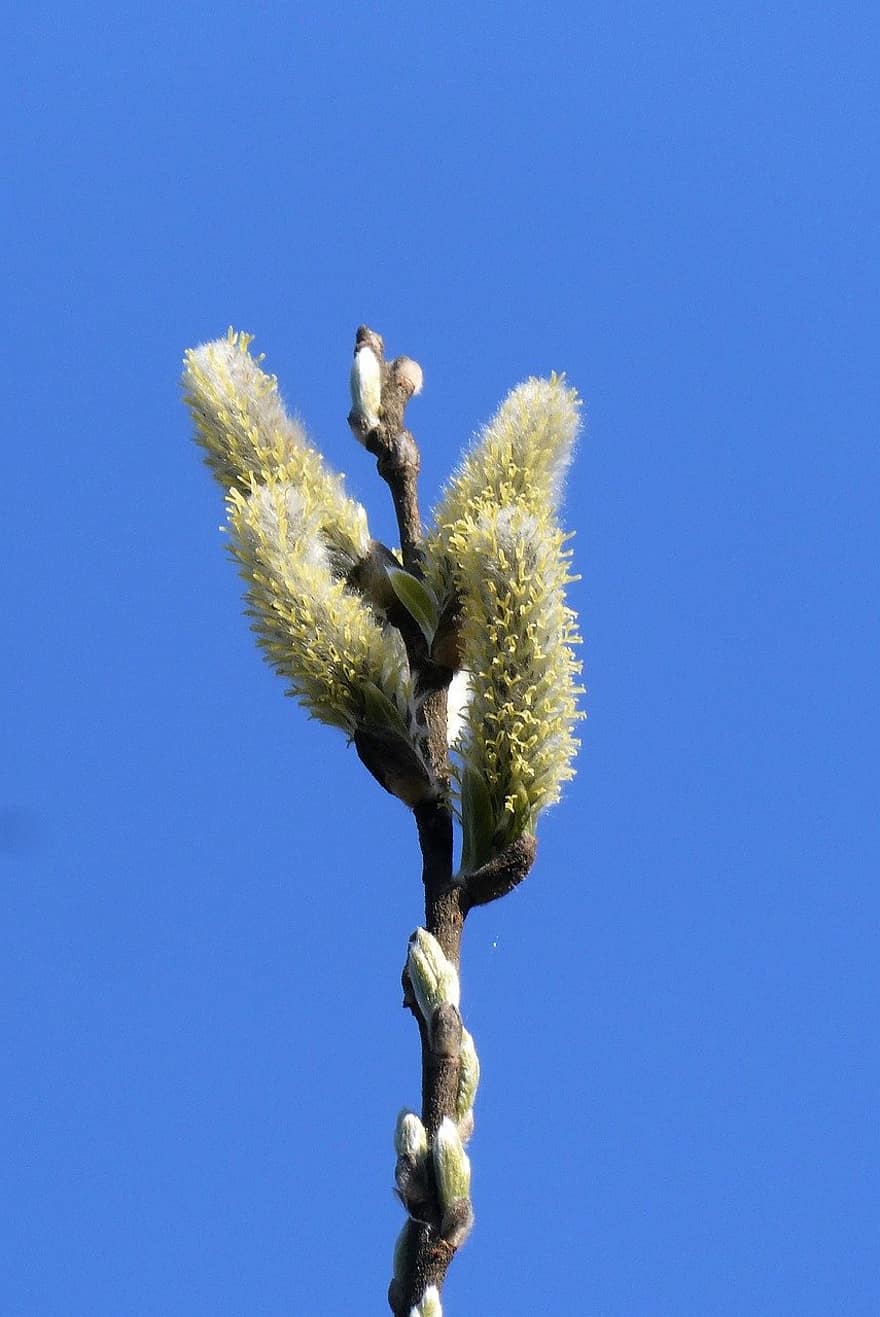 Willow Kittens, Okay, Bloom, Spring, Flora, Nature, Willow, Kittens, branch, close-up, plant