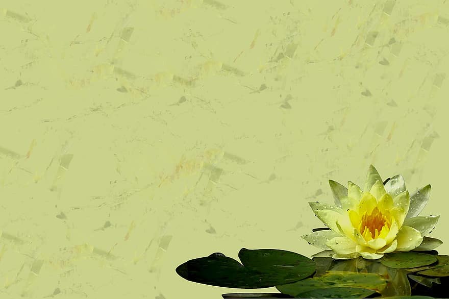 Lilia wodna, kwiat, płatki liliowe, kwitnąć, płatki, Płatki lilii, Natura, flora