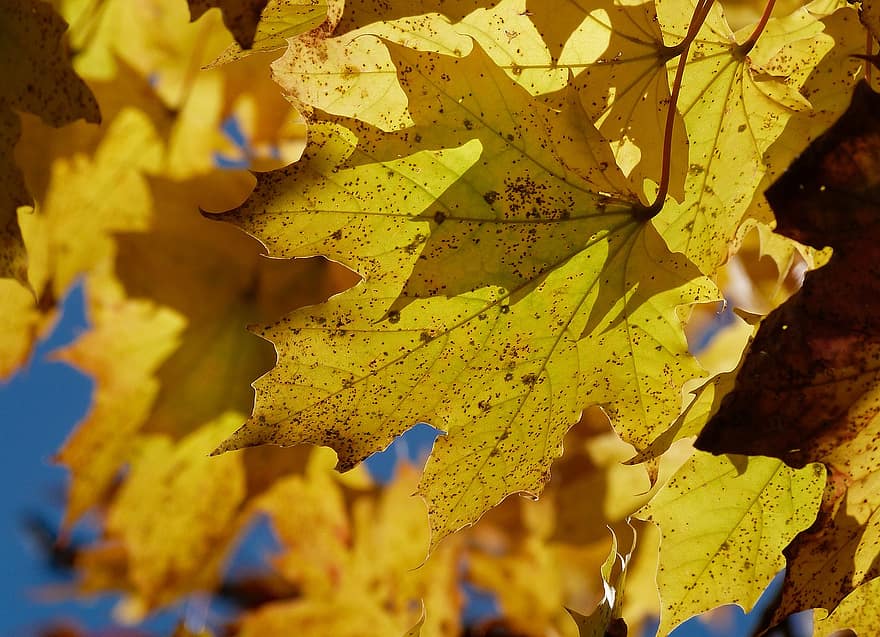 jesień, odchodzi, klon, listowie, jesienne liście, sezon jesienny, spadek liści