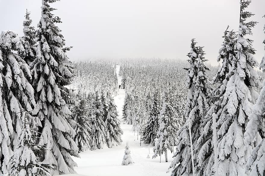 vinter-, spår, skog, träd, vintrig, rimfrost, winters, snowscape, snötäckta träd, snöig skog, sätt