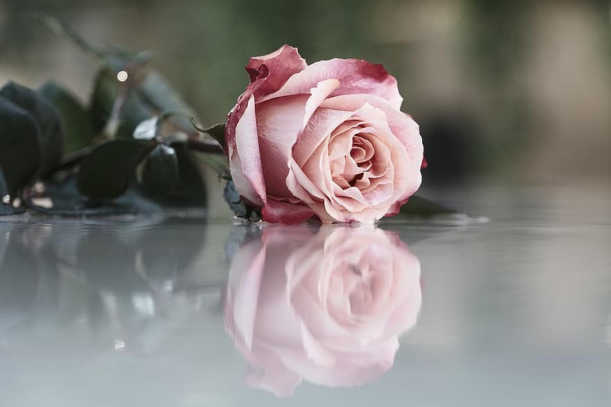 pieauga, rozā roze, zieds, rozā zieds, ziedlapiņām, rozā ziedlapiņām, zied, flora, rožu ziedlapiņas, rožu ziedēšana, raksturs