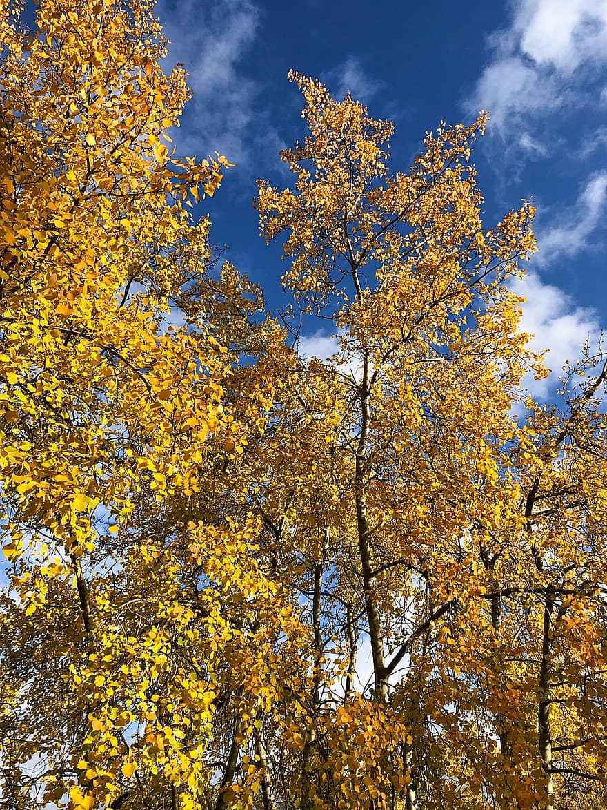 Birch, Trees, Fall, Autumn, Yellow Leaves, Leaves, Foliage, Sunlight, Crown, Woods, Natural