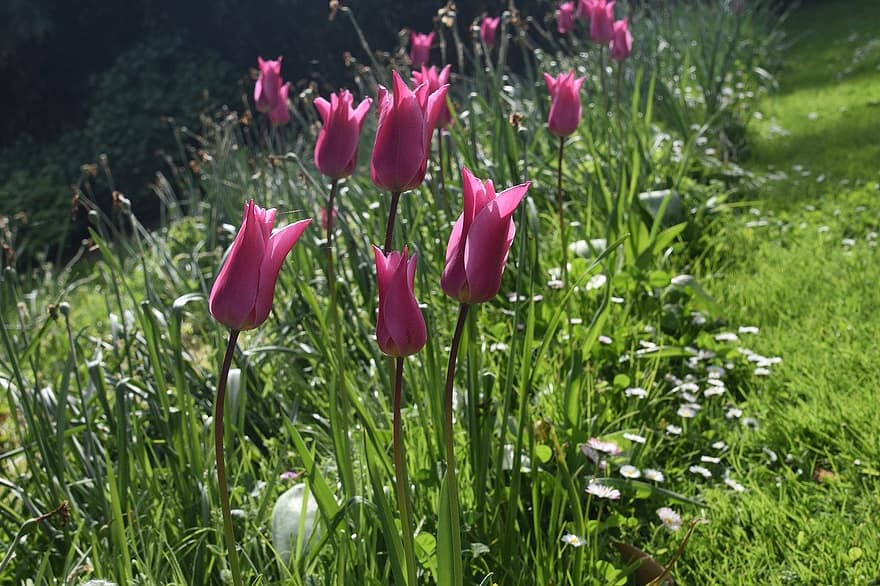 Blumen, Tulpen, Frühling, Pflanzen, Tulpengang, Christian-Dior-Garten, Natur, Flora, Blume, Tulpe, grüne Farbe