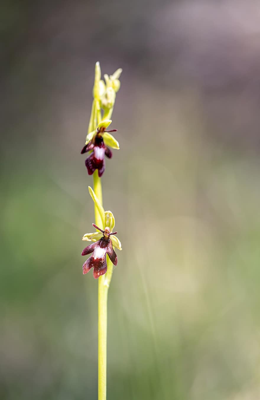 Офрис Флай, цветок, природа, до, весна, Флора, орхидея, дикий, Франция