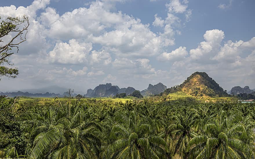 Mountains, Trees, Palm Trees, Palm, Clouds, Sky, Horizon, Rural, Landscape, Countryside, Thailand