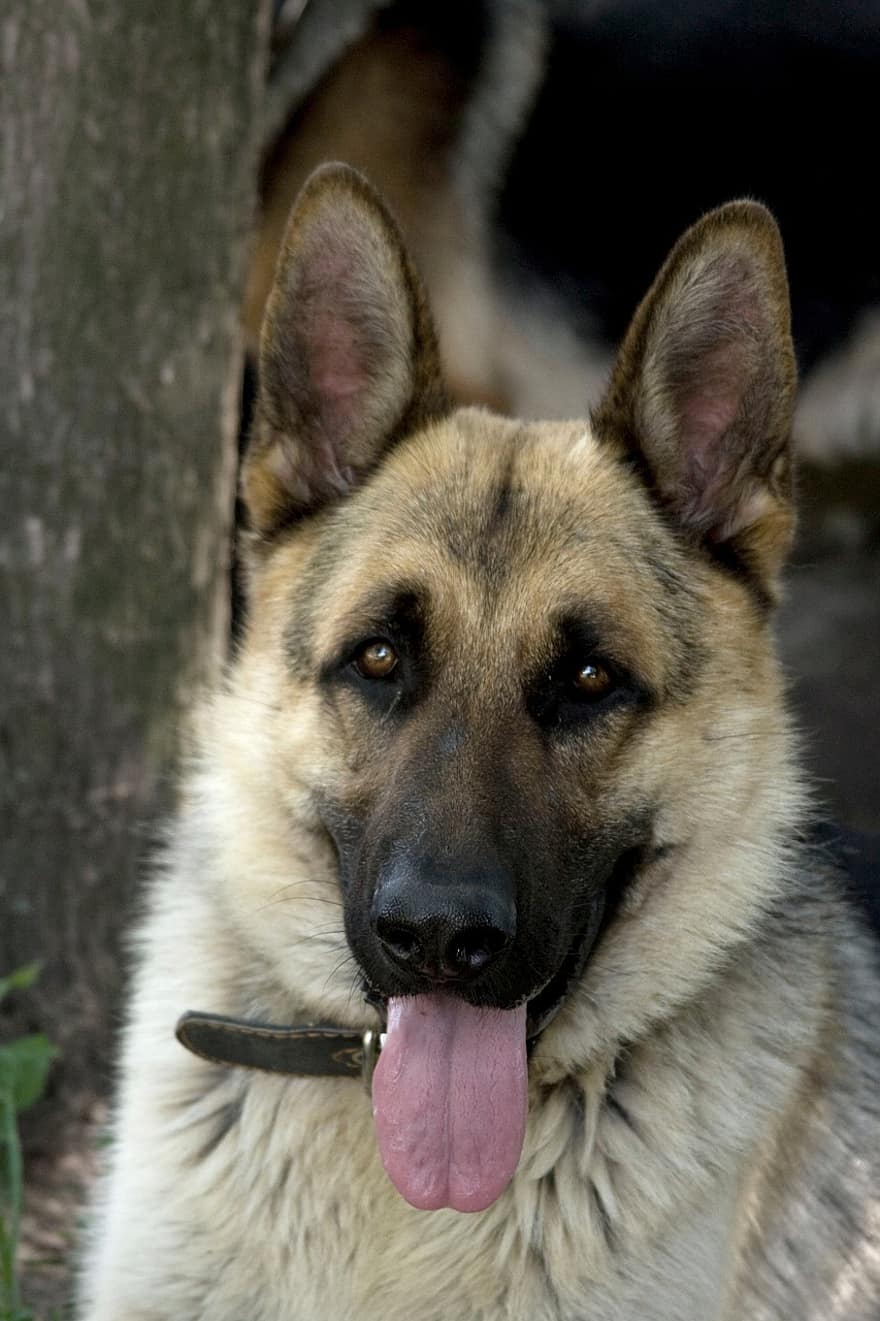 कुत्ता, जर्मन शेपर्ड, पुराना जर्मन शेफर्ड कुत्ता, सेवा कुत्ता, जर्मन शेफर्ड कुत्ता, सड़क पर, पालतू पशु, जानवर, पालतू जानवर, शुद्ध किया हुआ कुत्ता, कुत्ते का