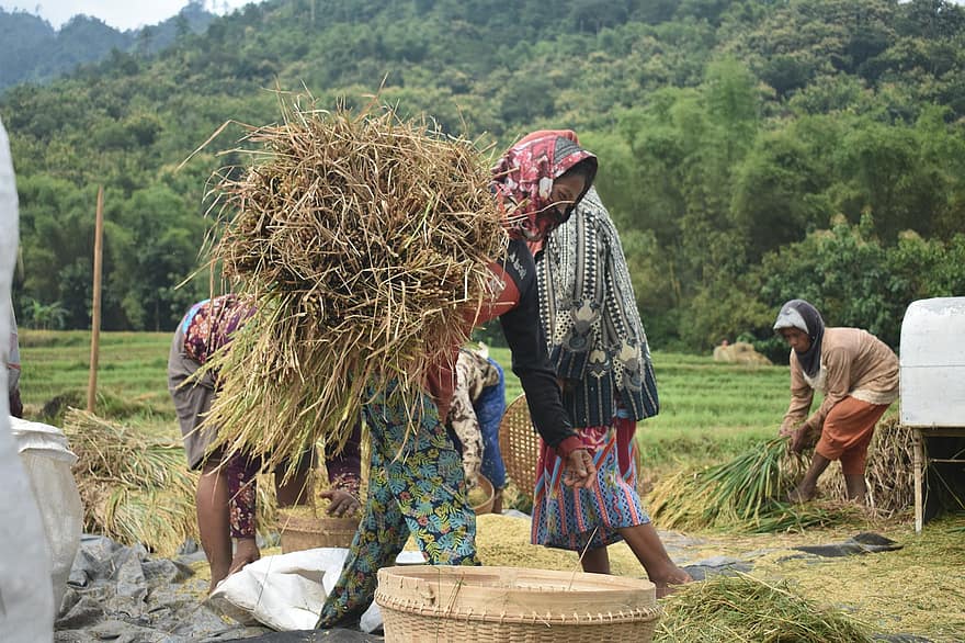 女の子、農家、田舎、アジア、インドネシア、農業、労働力、自然、文化、男達、田園風景