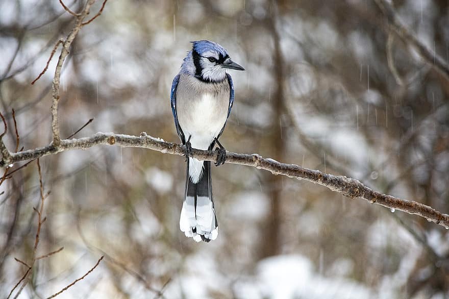 Blue Jay, Bird, Winter, Nature, Wildlife, branch, beak, animals in the wild, feather, close-up, bird watching