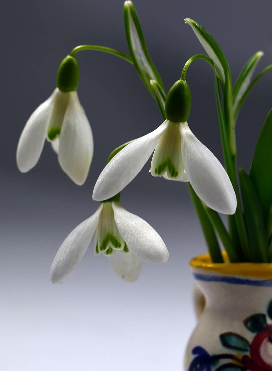 snowdrops, λουλούδια, λευκά λουλούδια, πέταλα, λευκά πέταλα, άνθος, φυτά, χλωρίδα, ανθίζω, ανοιξιάτικα λουλούδια, λουλούδι