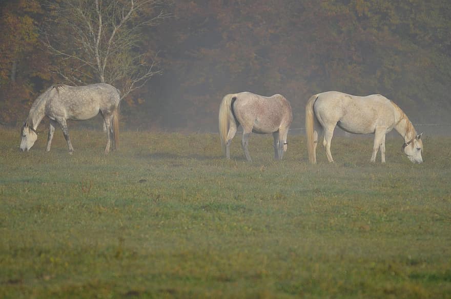 hopper, heste, græs, græsning, tåge, tidlig morgen, Marbach Stud, Hestestald Stutteri, Gomadingen, gård, hest