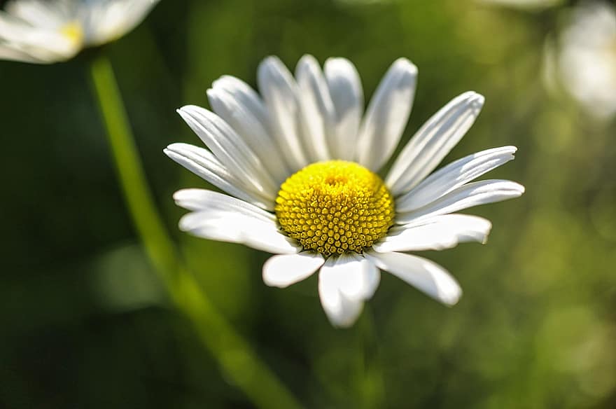 Daisy, gėlė, augalų, margaritas, balta gėlė, žiedlapių, žydi, pievos, sodas, pobūdį, pavasaris