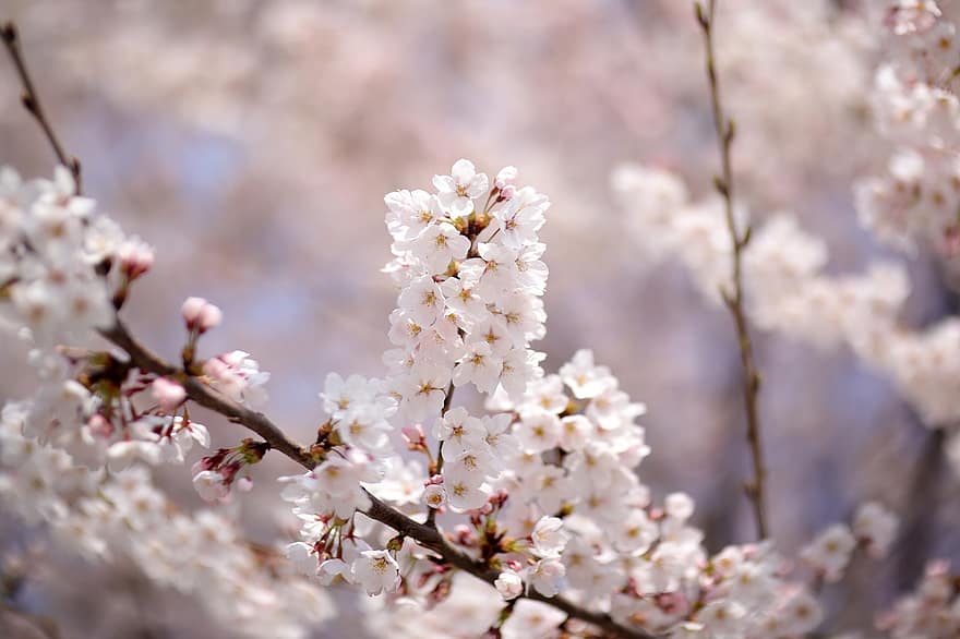 blommor, vår, körsbärsblom, träd, säsong-, japan, blomma, kronblad, tillväxt, springtime, gren