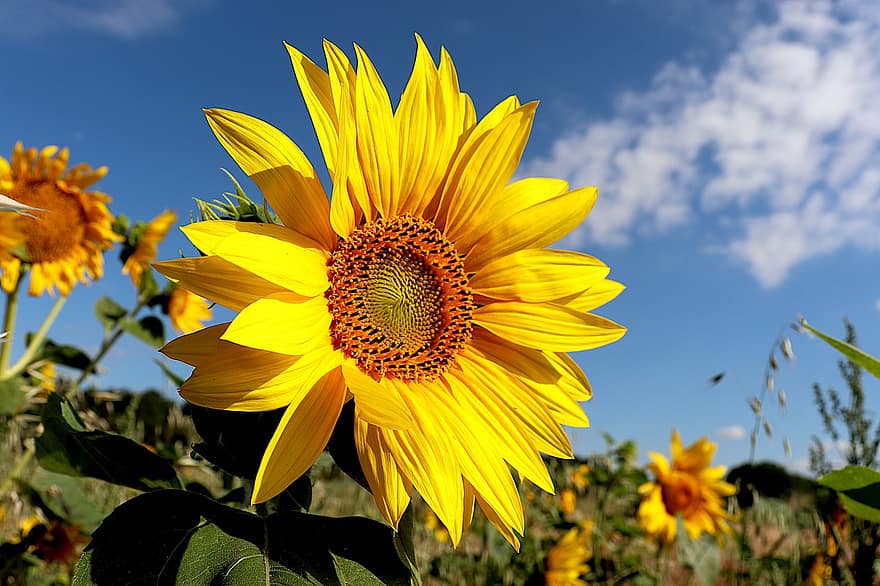 bunga matahari, tanaman, bidang, pertanian, biji, warnanya kuning, minyak bunga matahari, dekoratif, botani, flora, kelopak
