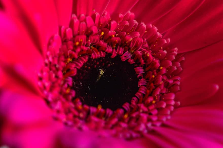 Gerbera, Transvaal Daisy, Pink Flower, Flower, Bloom, Close Up, Blossom, Flora, Spring, close-up, plant