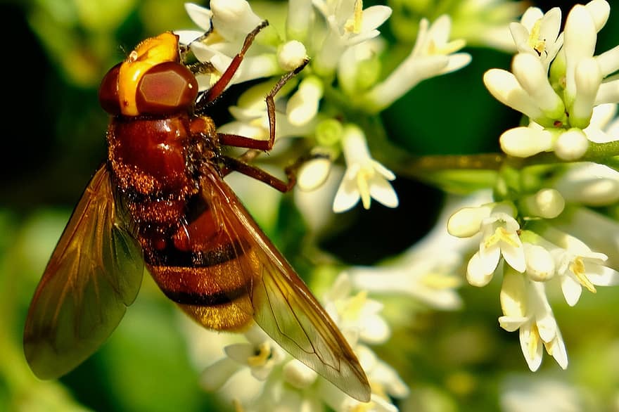 abeja, insecto, polinizar, polinización, flor, insecto con alas, alas, naturaleza, himenópteros, entomología