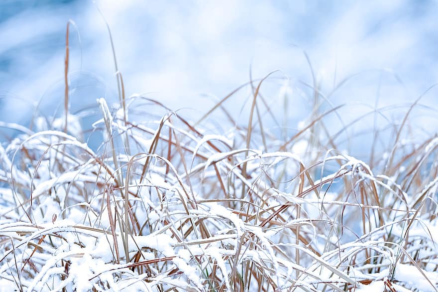 Grass, Meadow, Plant, Snow, Winter, Wintry, Frozen, Frost, Cold, Clouds