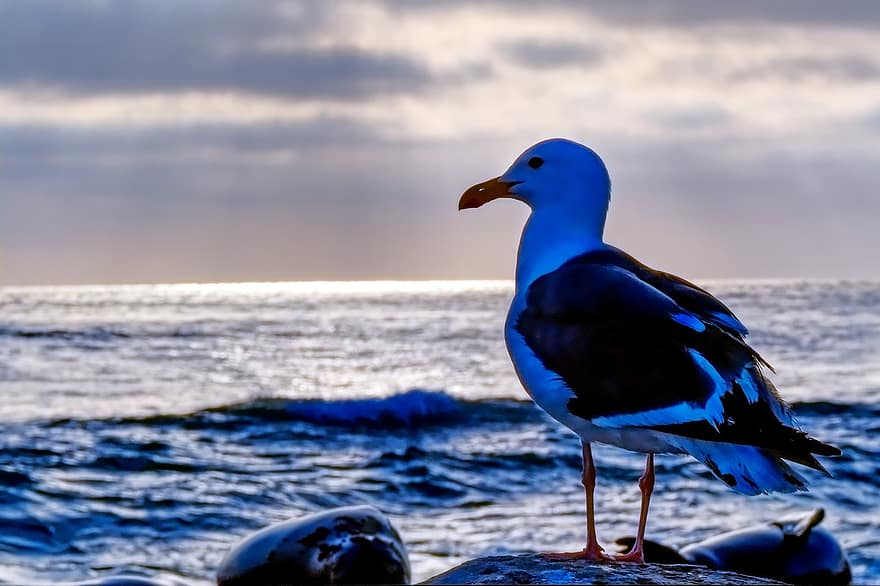 Seagull, Gull, Bird, Animal, Sunset, Ocean