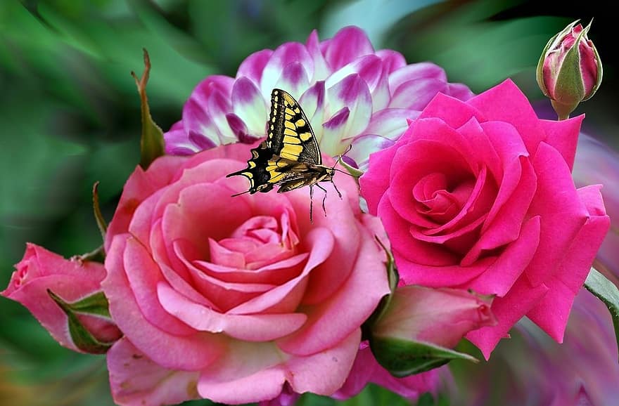 rosa, roser, dahlia, Dahlia slått sammen, lilla dahlia, hage, blomster, natur, anlegg, blomst, sommerfugl
