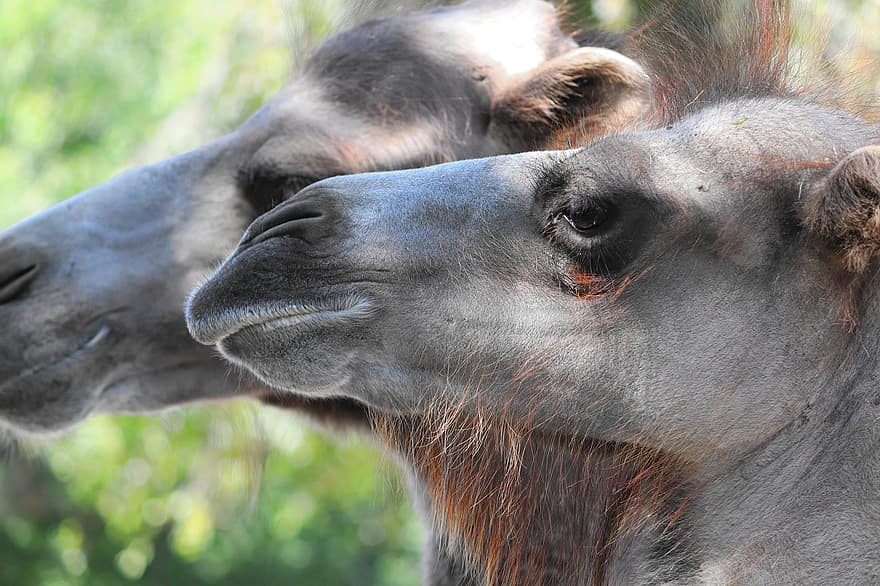kameli, Camelus Ferus, pää, kasvot, muotokuva, portät, huulet, jalka, villa-, karja, paarhufer
