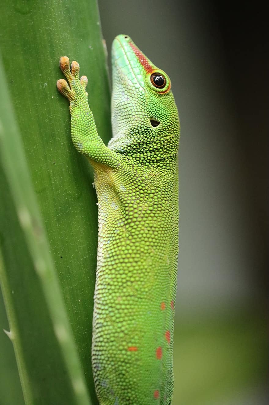 târâtoare, Gecko, şopârlă, fotografie de animale, macro, camuflaj, creatură
