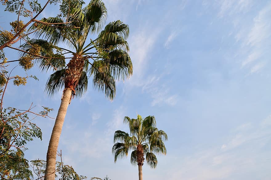 Palmiye ağaçları, tropikal ağaçlar, gökyüzü