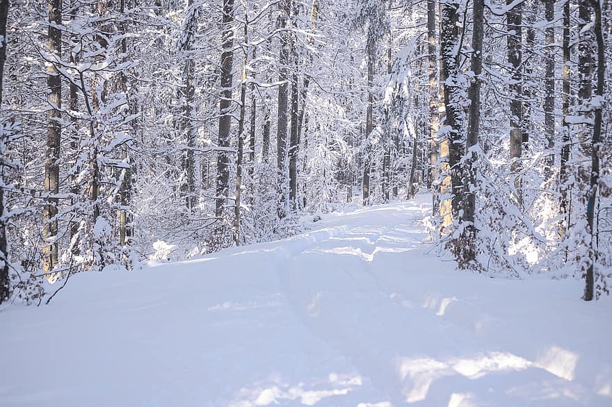 mežs, ziemā, ceļš, koki, sniegs, taka, sala, ledus, saldēti, auksts, ziemas mežs