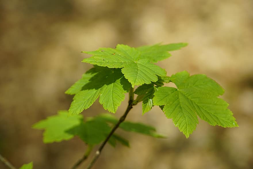 acer pseudoplatanus, výhonek, sazenice, les, klen, listy, růst, list, zelená barva, rostlina, detail