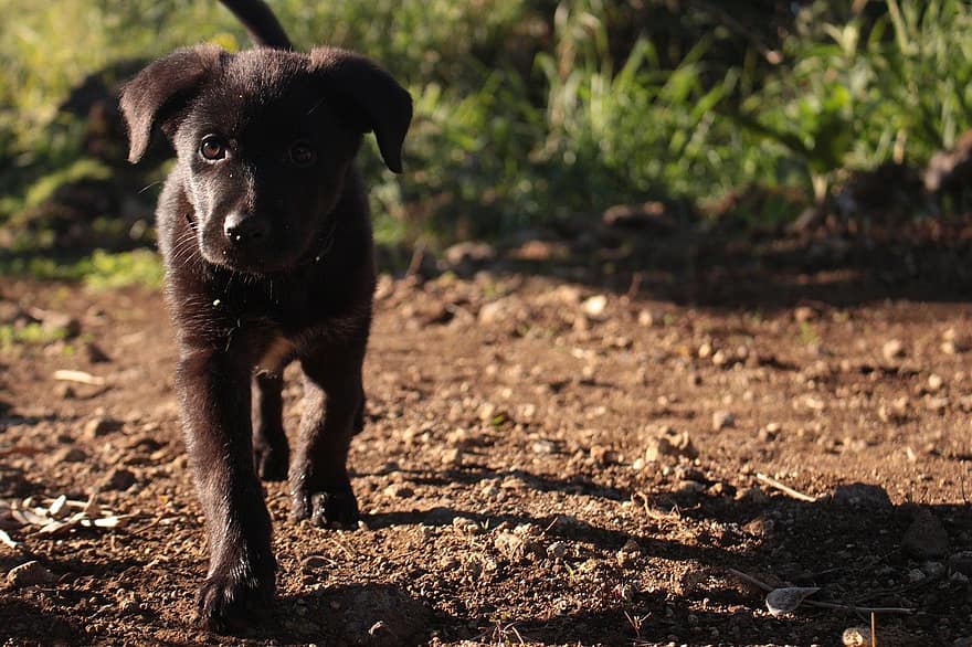 Лабрадор Ретривър, кученце, на открито, нощ, куче, домашен любимец, заден двор, животно, домашни любимци, сладък, кучешки