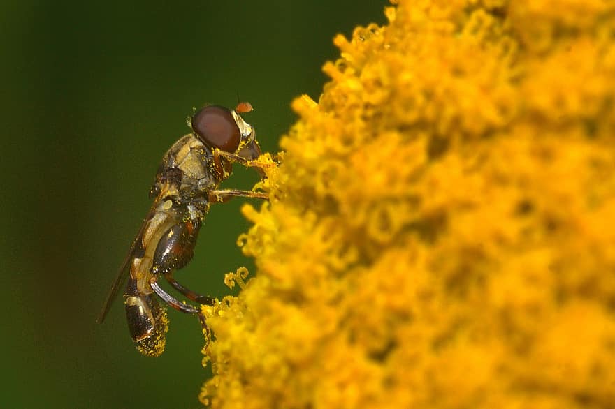 Insect, Hoverfly, Bloom, Blossom, Plant, Pollination, Pollen, Botany