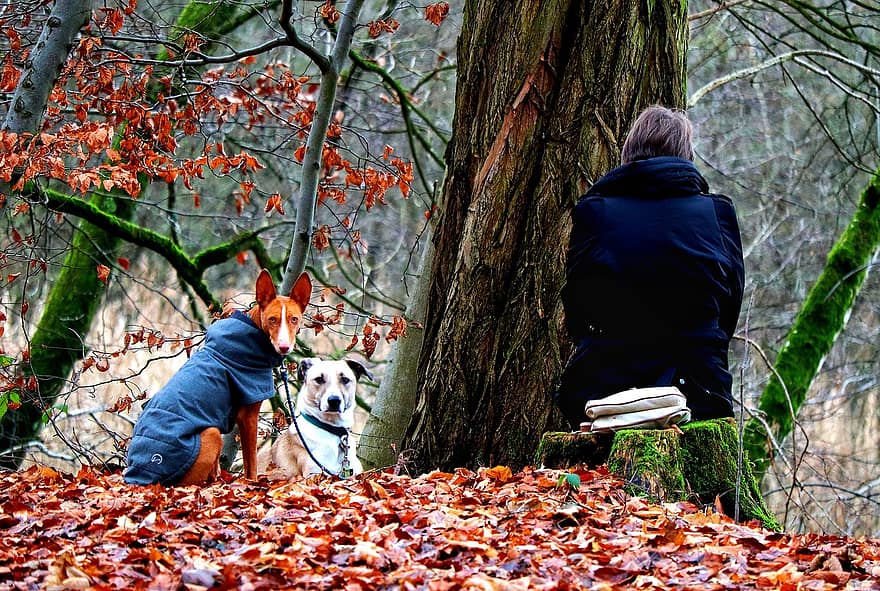 собаки, женщина, природа, лес, падать, листья, домашние питомцы, животные, осень, деревья, внутренний