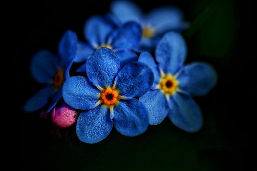 не забывай меня, цветы, завод, голубые цветы, лепестки, цветение, темно