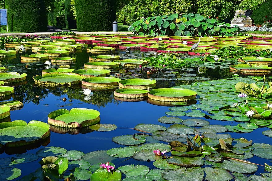 Wasserlilien, Teich, Lotus, Lotusteich, Natur, Pflanzen, Park