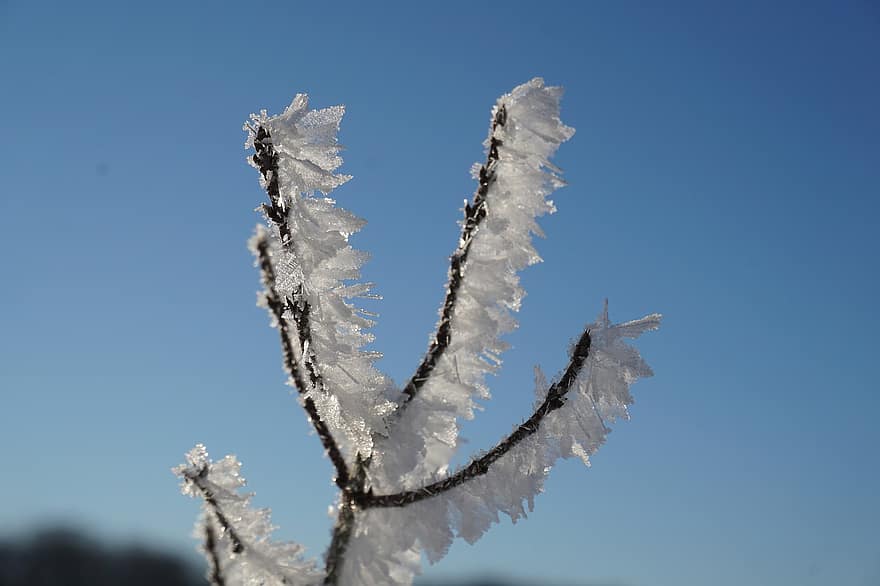 buz kristalleri, kış, dondurma, kristaller, doğa, açık havada, şube, soğuk, kar, cennet, mavi