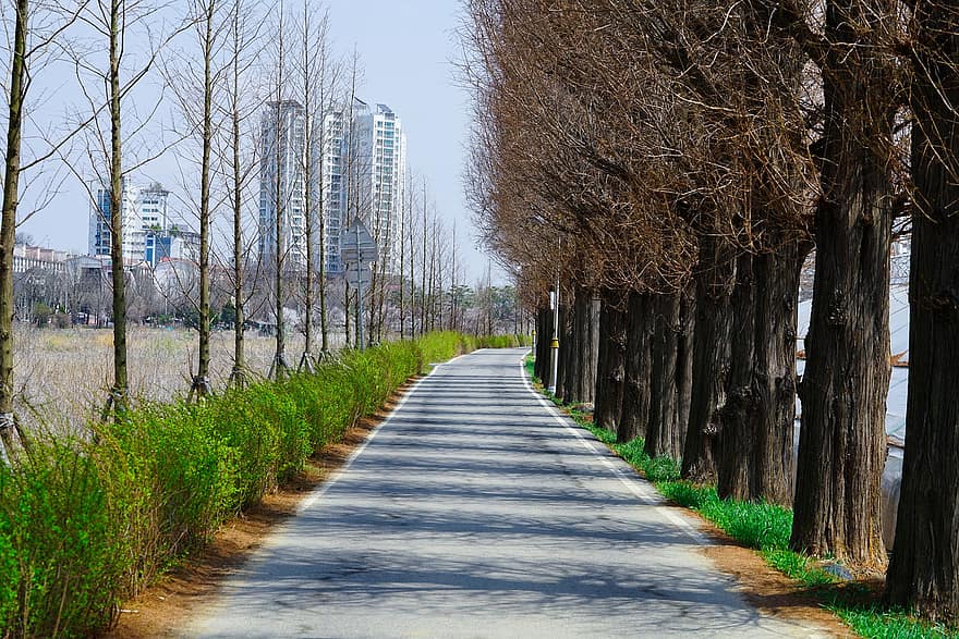 ceļš, koki, vadīt, maršrutu, veidā, segums, pavasarī, ainavu, garosu-gil, Gwansan-dong