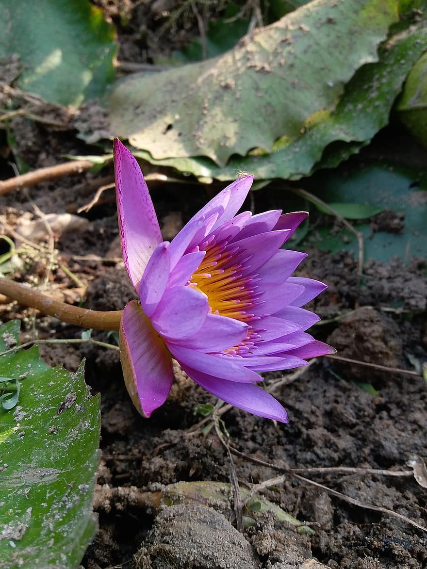 Flower, Water Lily, Bloom, Blossom, Botany, Growth, Plant, Petals, Nature, Nymphaea, Nouchali