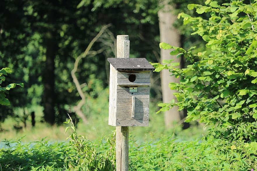 caixa de nidificação, aviário, alimentador de pássaros, pássaro, incubadora, natureza, einflugloch, local de nidificação, floresta, ninho, abrigo