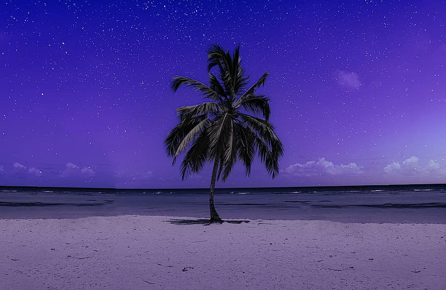 palmboom, strand, sterren, nacht, tropisch, stil, eiland, zee, paradijs, oceaan, zeegezicht