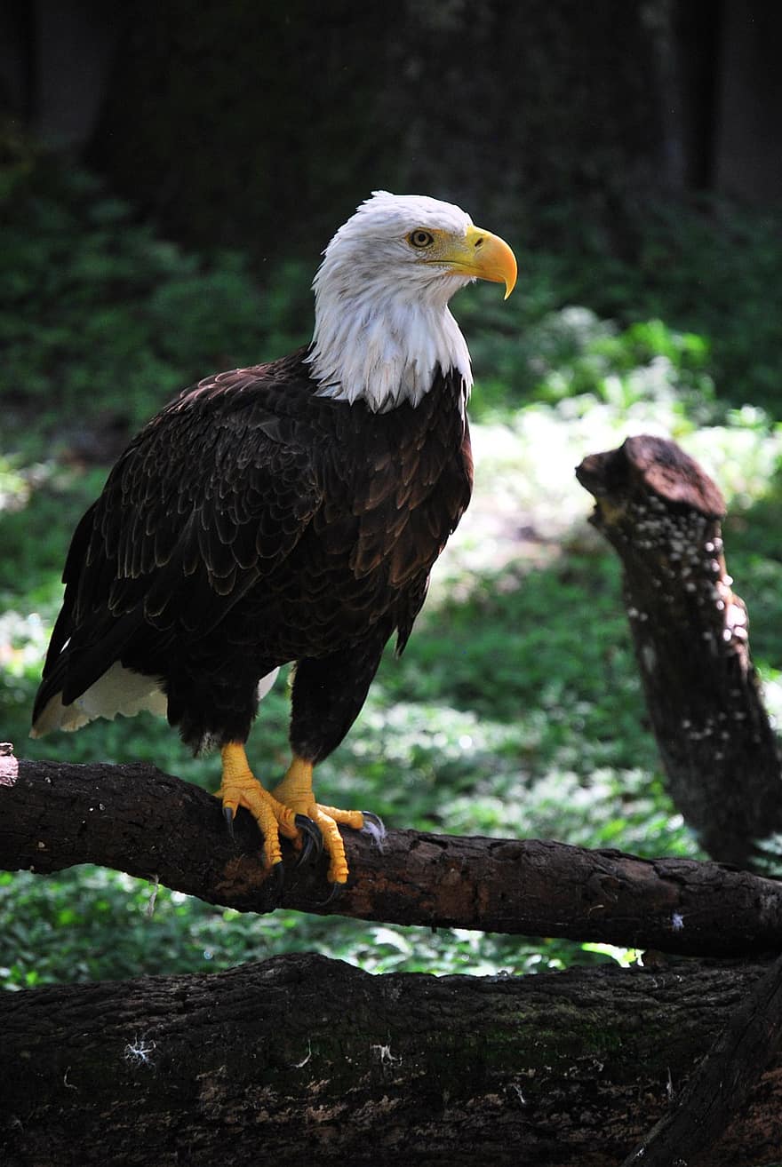 Bald Eagle, Birds, Animal, Wildlife, Park, beak, bird of prey, feather, animals in the wild, falconry, hawk