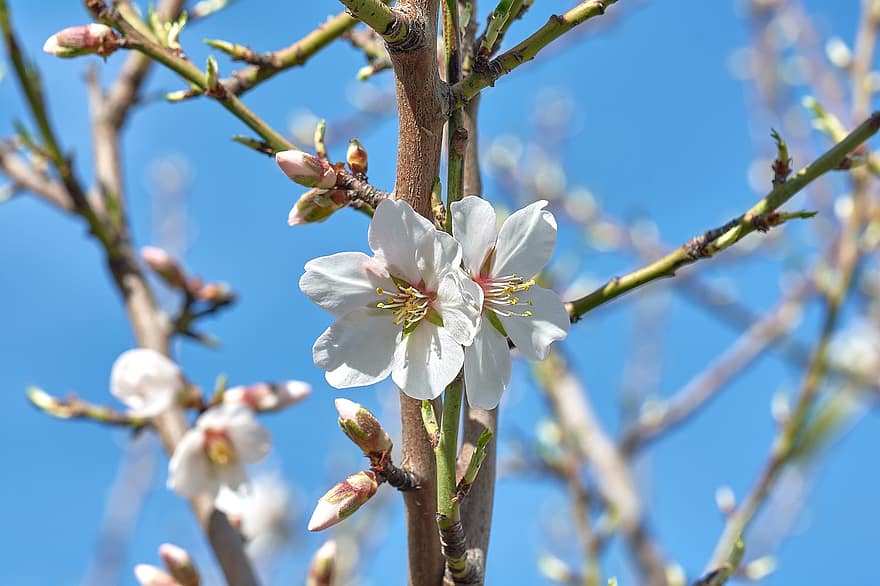 Almond Blossoms, Flowers, Almond Tree, White Flowers, Bloom, Blossom, Spring, Flowering, Tree, Petals, Flora