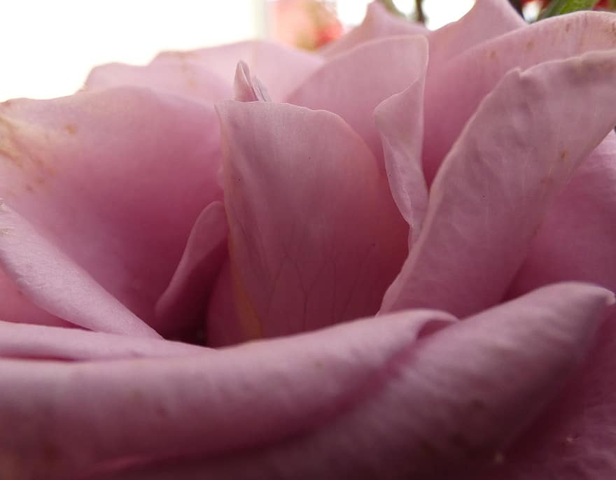 Trandafir, floare, plantă, Trandafir roz, floare roz, petale, a inflori, grădină, natură, macro, a închide