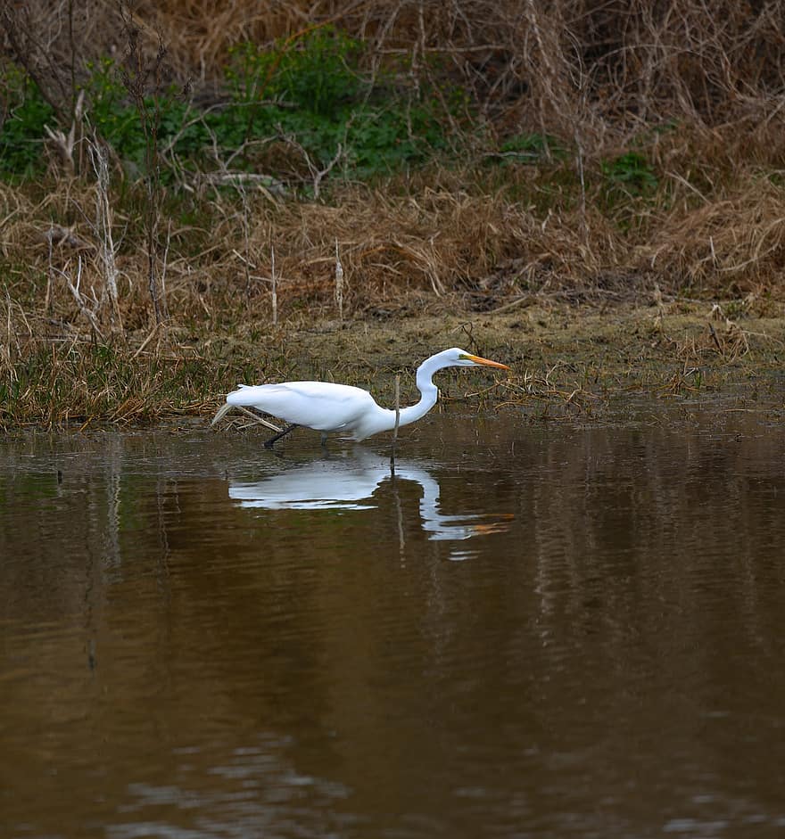 Wading Bird, Bird, Lake, Wildlife, Mitchell Lake, Texas, San Antonio, animals in the wild, egret, water, beak