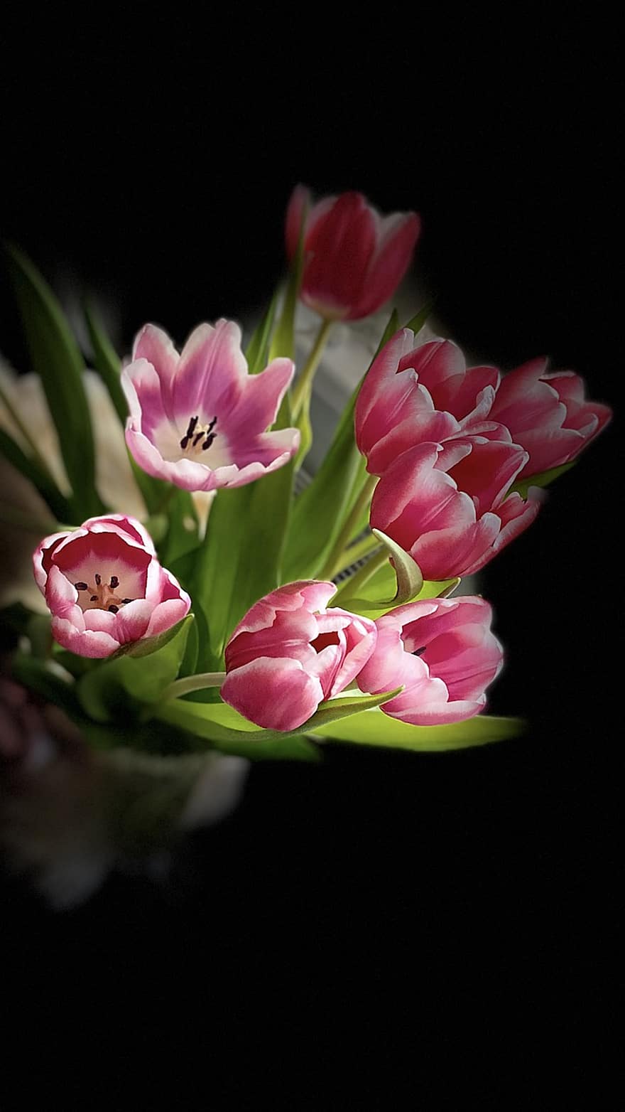 tulipany, kwiaty, roślina, różowe kwiaty, płatki, wiosna, Natura, kwiat, głowa kwiatu, zbliżenie, płatek