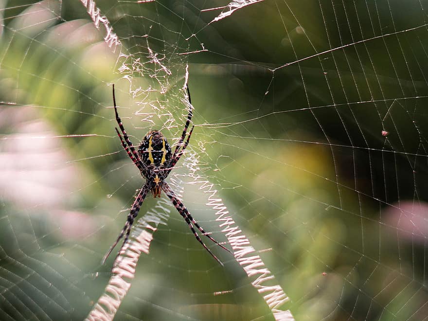 Spinne, Spinnentier, Spinnennetz, Netz, orb, Weber, Insekt, Fehler, Arachnophobie, Natur, Tierwelt