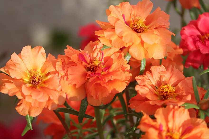 Мох-роза тученица, цветя, оранжеви цветя, portulaca grandiflora, разцвет, цвят, цъфтящи растения, декоративно растение, растение, флора, природа
