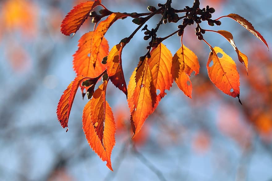 Herbst, Blätter, Laub, Herbstblätter, Herbstlaub, Herbstfarben, Herbstsaison, orange Blätter, Orangenlaub